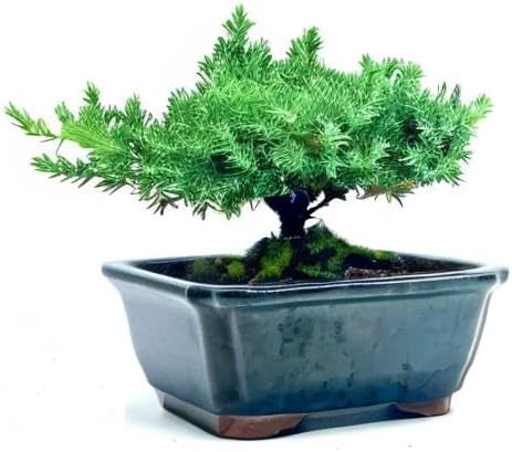 Live Dwarf Juniper Bonsai Tree | Indoor/Outdoor | 100% Handcrafted| Home and Office Décor | Best Gift for Holiday | Good for Beginner