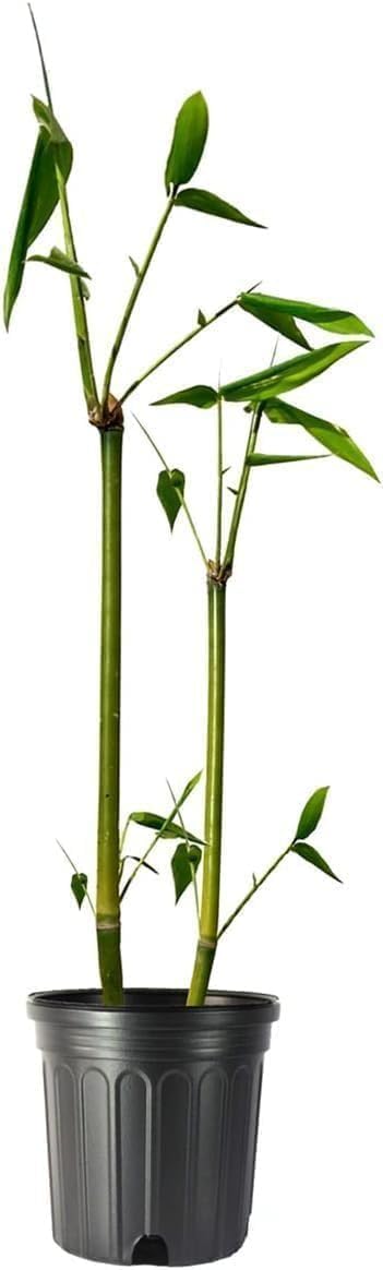 Oldhamii Bamboo | 1 Live Plant | Bambusa Oldhamii | Privacy Screen Bamboo | Fast-Growing Garden Foliage | Tall Decorative Landscape Specimen