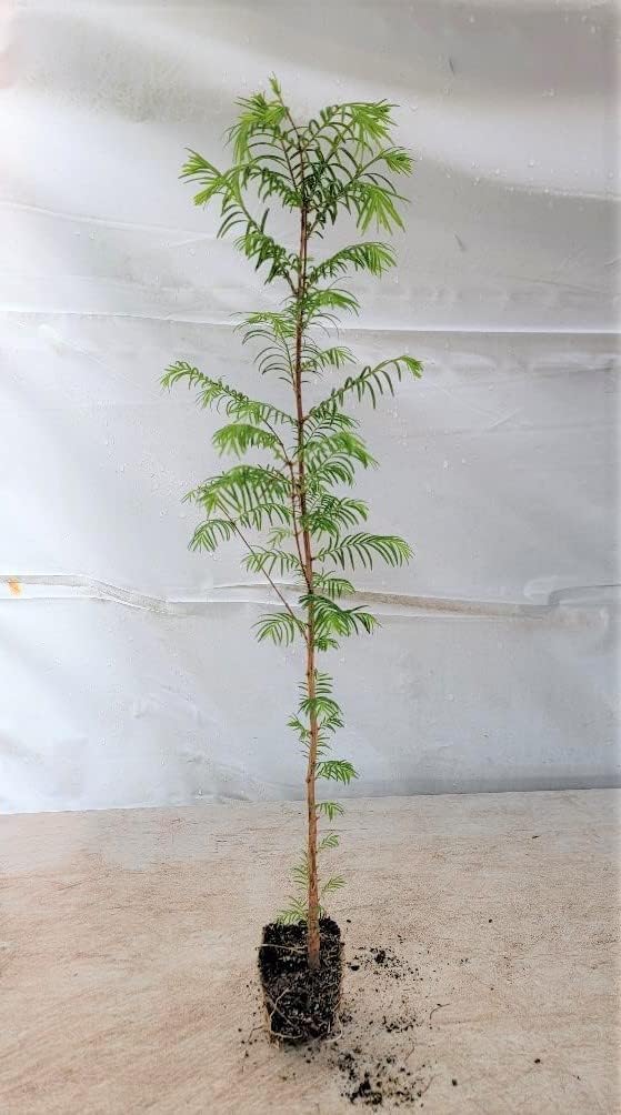 (3) - Dawn Redwood Trees - Starter Plant (LG36) (3 Live Trees)
