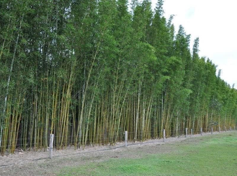 Oldhamii Bamboo | 3 Live Plants | Bambusa Oldhamii | Privacy Screen Bamboo | Fast-Growing Garden Foliage | Tall Decorative Landscape Specimen