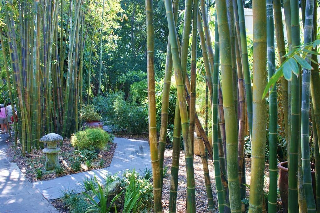 Oldhamii Bamboo | 2 Live Plants | Bambusa Oldhamii | Privacy Screen Bamboo | Fast-Growing Garden Foliage | Tall Decorative Landscape Specimen