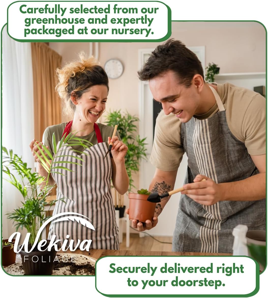 Vanilla Bean Plant - 3 Live Starter Plants - Vanilla Planifolia - Exotic Vining Orchid for Home and Tropical Garden