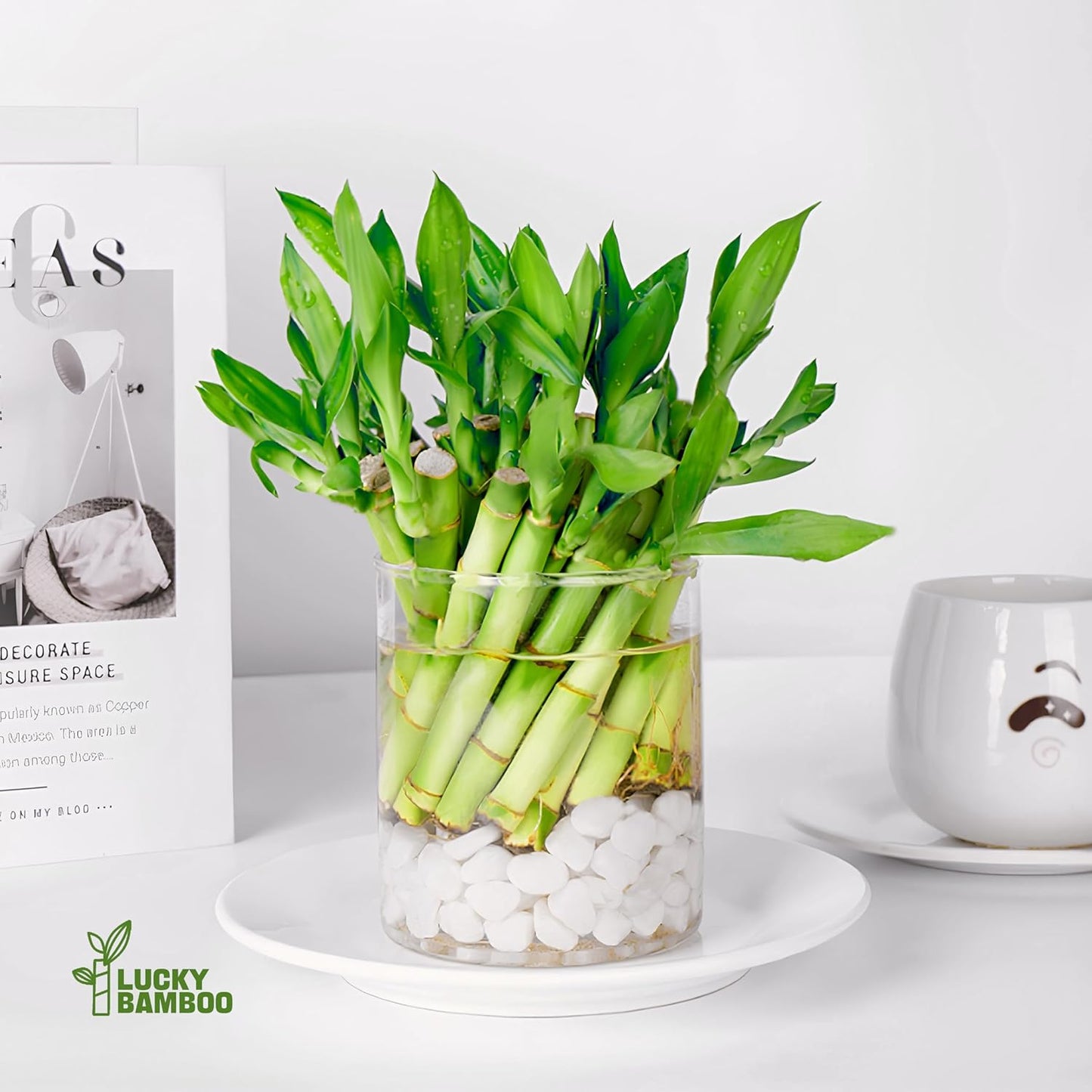 Lucky Bamboo Plants Live Indoor (10 Stalks, 6 Inch) - Fresh House Plants for Office Desk, Home Decor, for Positive Energy, Prosperity & Easy Care