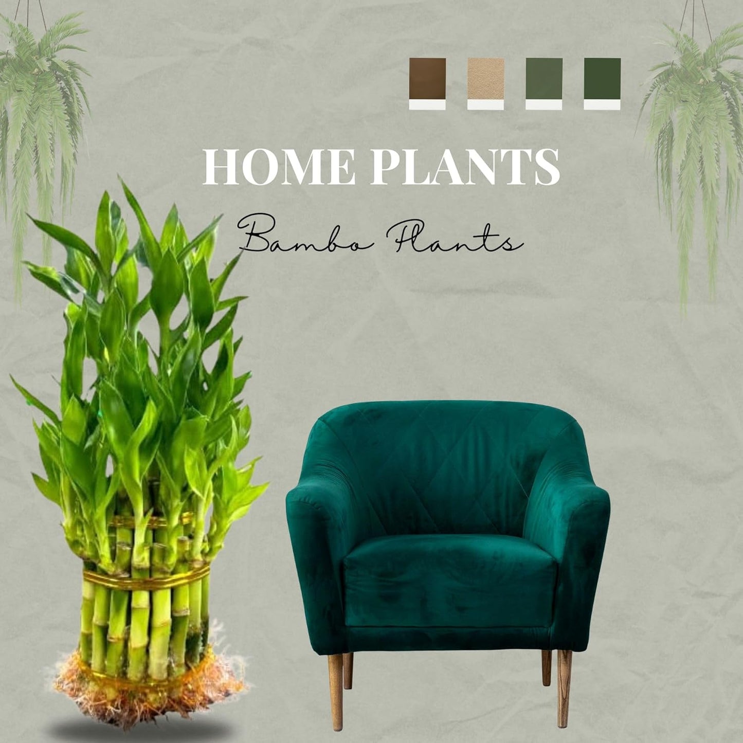 Live Two Tier Lucky Bamboo Plant - Bundle of 15 Stalks - Easy to Grow, Air Purifying, Live Indoor Houseplants Flowers for Home Office Wedding Decor & Giftable