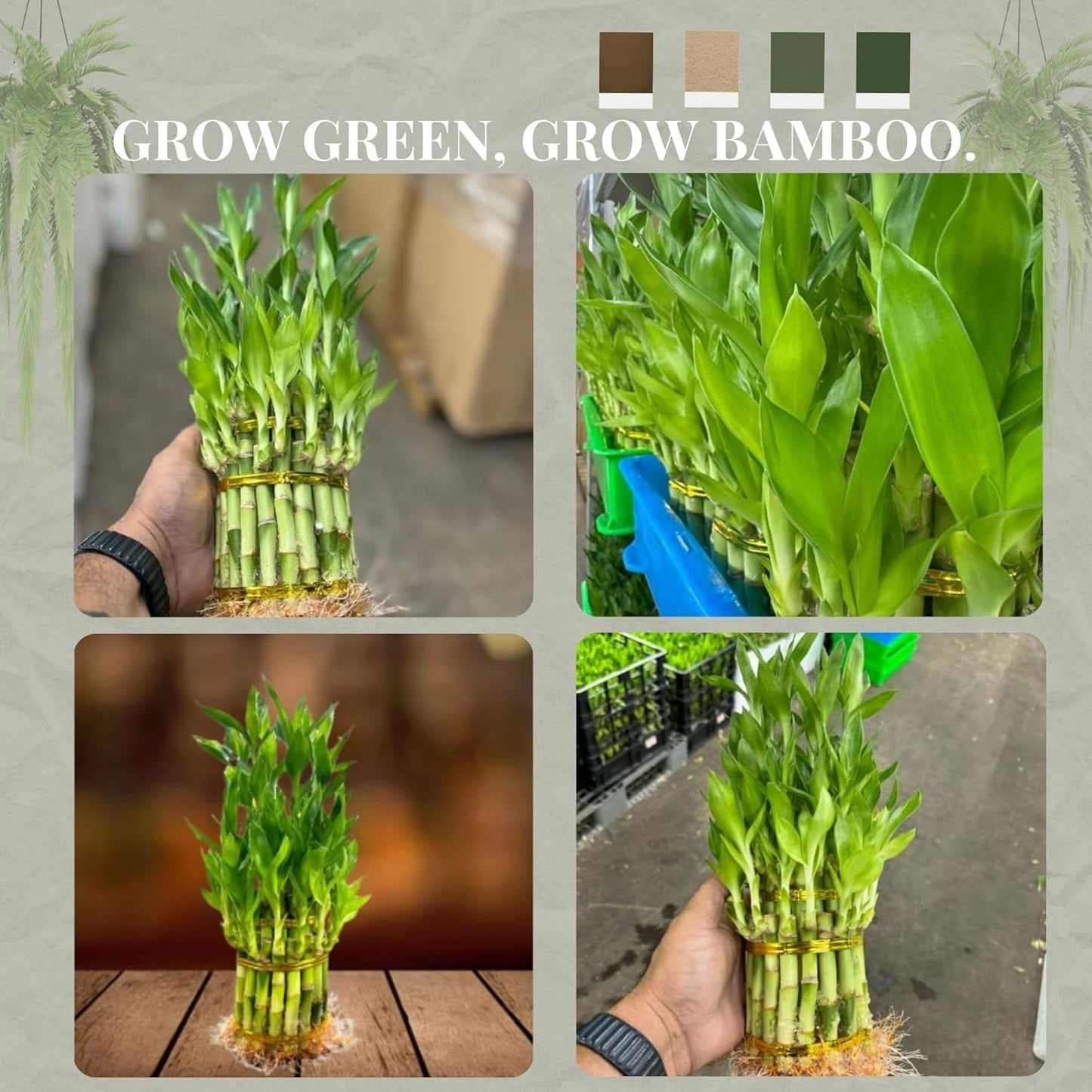 Live Two Tier Lucky Bamboo Plant - Bundle of 15 Stalks - Easy to Grow, Air Purifying, Live Indoor Houseplants Flowers for Home Office Wedding Decor & Giftable