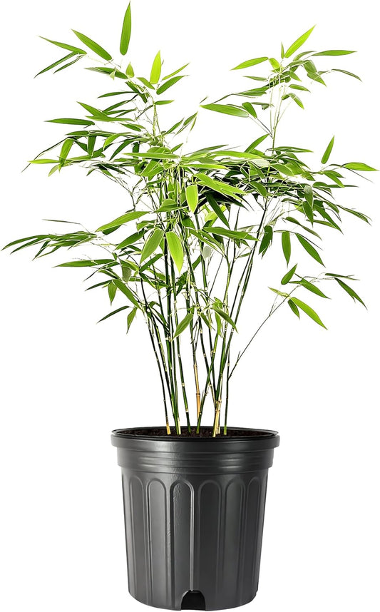 Bamboo Fernleaf | 3 Large Gallon Size Plant | Bambusa multiplex | Clumping Bamboo Privacy Screen | Fast Growing Hedge Windbreak Gardens Walkways Borders Decorative Accent Garden Feature Zone