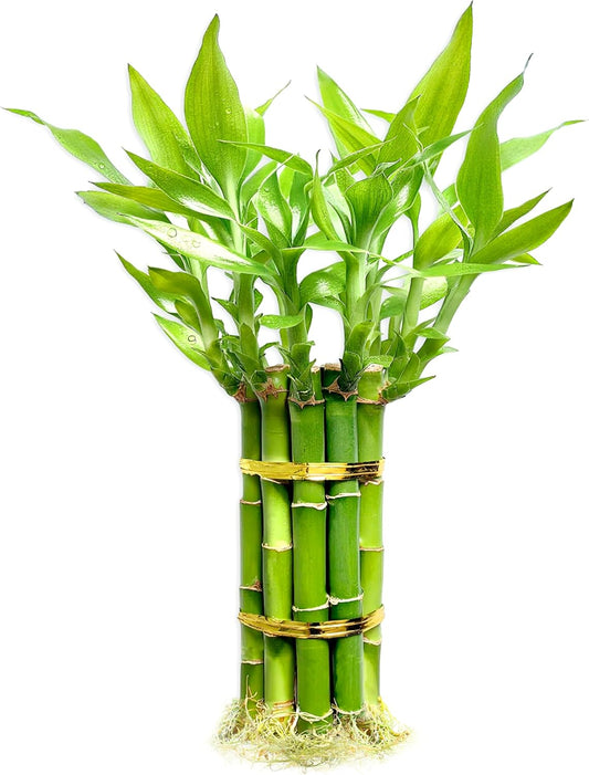 Lucky Bamboo Plants Live Indoor (10 Stalks, 8 Inch) - Fresh House Plants for Office Desk, Home Decor, for Positive Energy, Prosperity & Easy Care