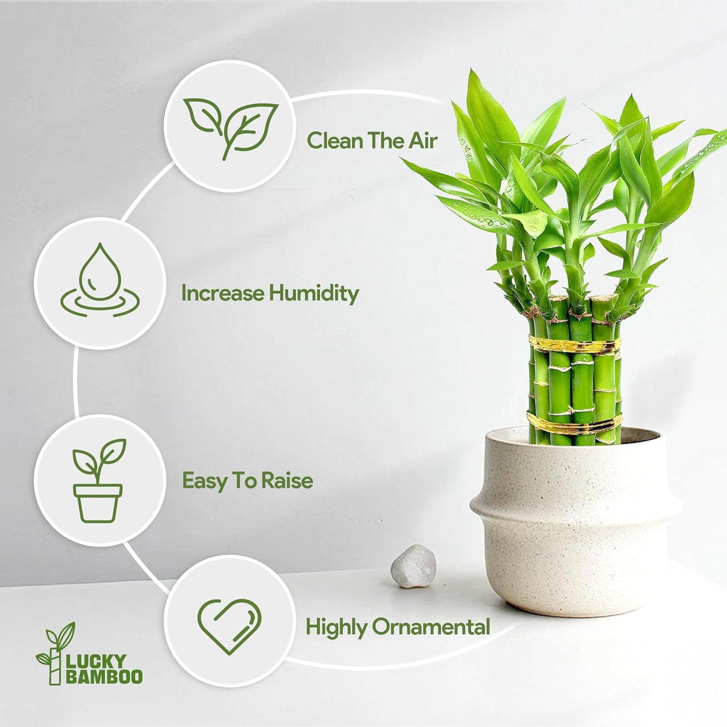 Lucky Bamboo Plants Live Indoor (10 Stalks, 8 Inch) - Fresh House Plants for Office Desk, Home Decor, for Positive Energy, Prosperity & Easy Care