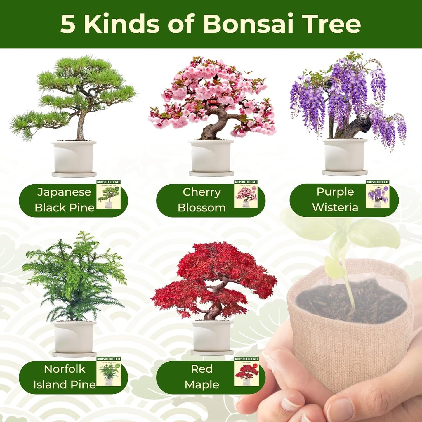 5 Types Bonsai Tree kit - Bonsai Starter Tools Set with Soil, Pots, Scissor, Plant Makers, Grow Tree Indoor, Beginner Plant Gifts for Home Garden, Women, Men