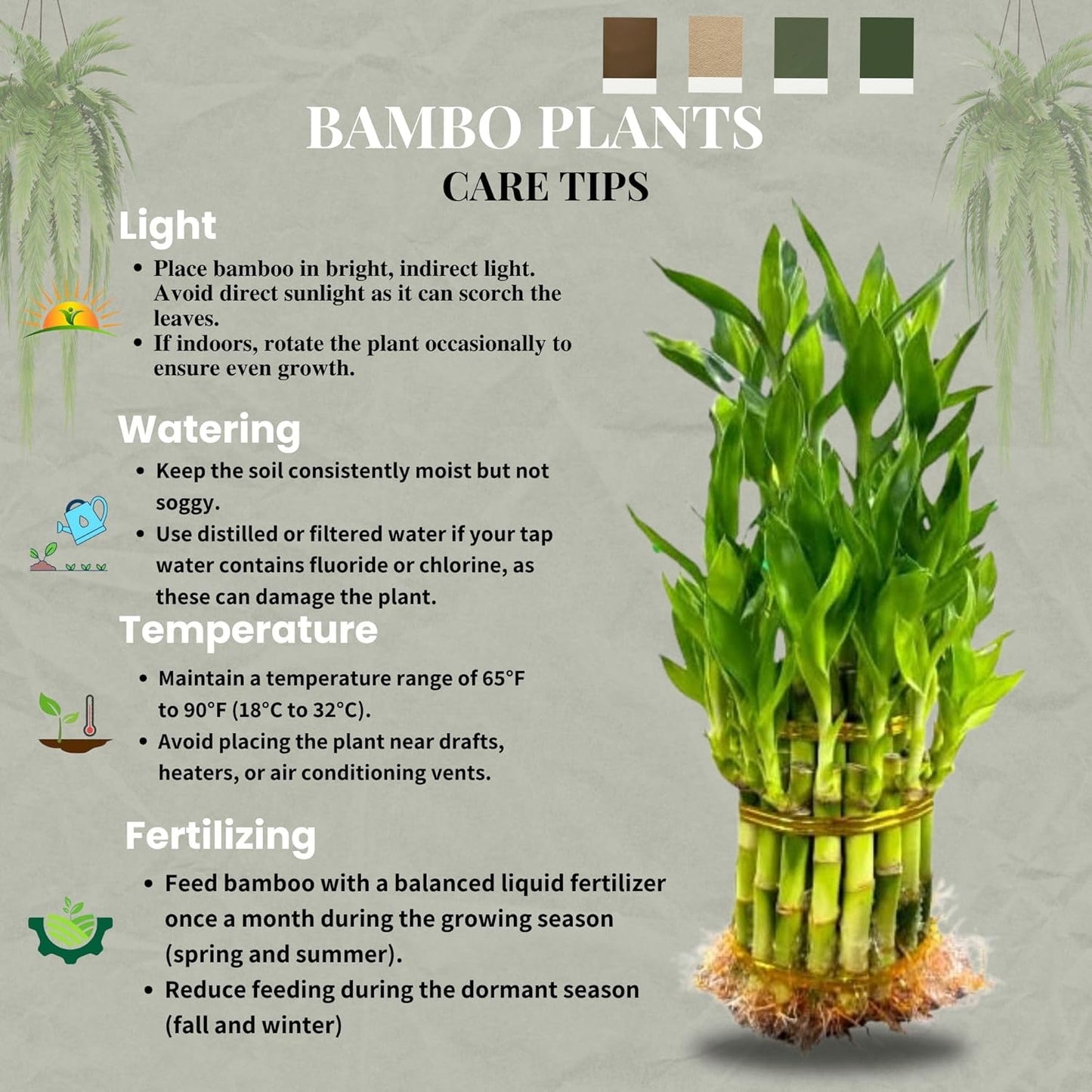Live Two Tier Lucky Bamboo Plant - Bundle of 15 Stalks - Easy to Grow, Air Purifying, Live Indoor Houseplants Flowers for Home Office Wedding Decor & Giftable