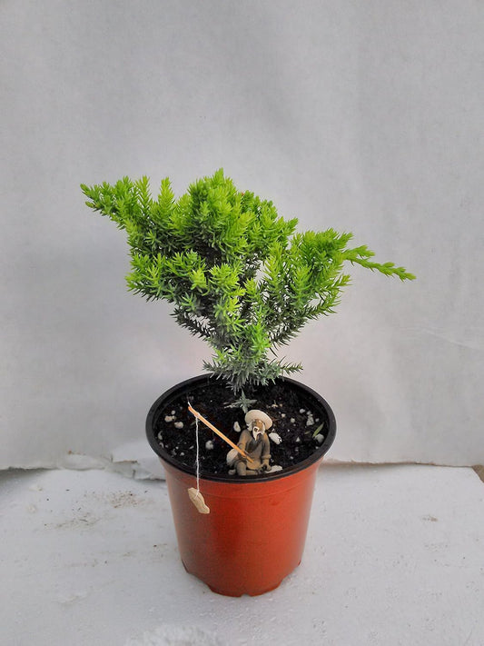 Jmbamboo - Bonsai Juniper Garden 4'' Pot with Fishman