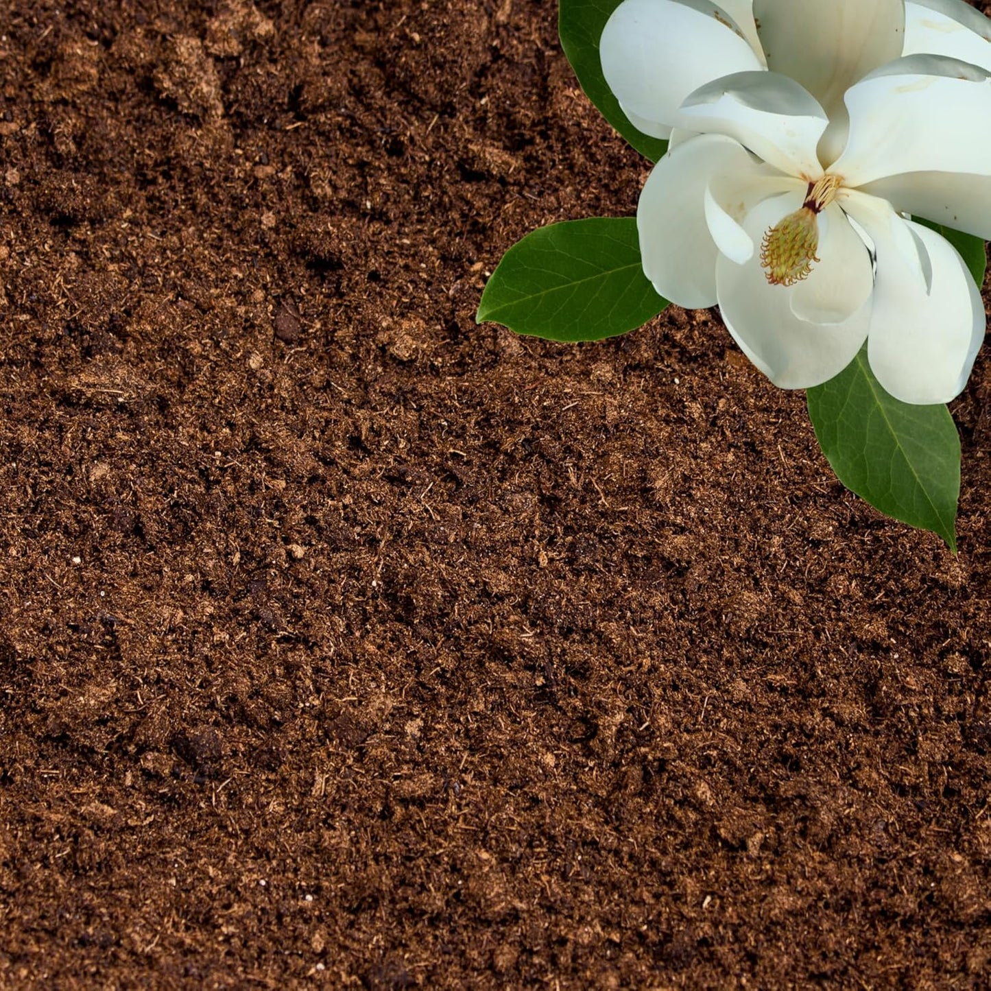 Peat Moss for Plants – Organic Sphagnum Peat Moss for Orchids, Terrariums, Seed Starting, Reptiles & Potting Soil Mix (5 quarts)